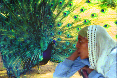 The Woman and the Peacock