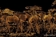 Zebras